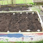 New rows of planted seeds