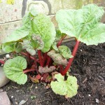 Our resident rhubarb