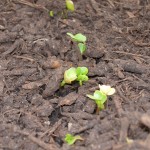 Radish Sprouts