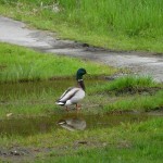 A mallard near our garden