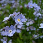 Close-up of the forget-me-nots