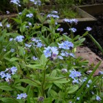 Forget-me-nots flowering next to our plot