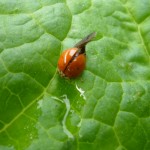 Ladybug on a rhubarb leaf