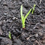 Onions continue to sprout