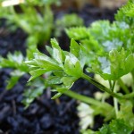 Parsley