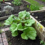 The rhubarb continues to flourish