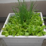 More salad growing on our deck