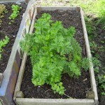 Our parsley is flourishing