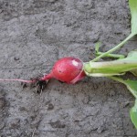 Radish