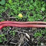 Rhubarb