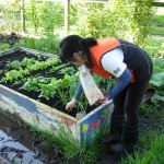 Planting multiplier onions