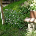 Geraniums in the common area