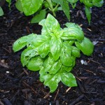 Basil