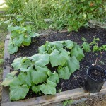 Pumpkin plants in a spare garden plot