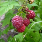 Raspberries