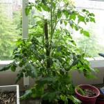 Tomato plant