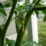 First tomato