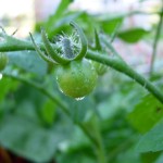 Garden cherry tomatoes
