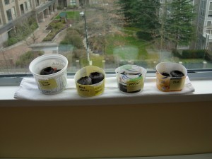 Starting our tomatoes