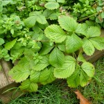 Strawberry plant