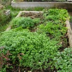 New garden plot