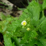 Flowering strawberry