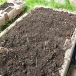 Potatoes, lettuce, and mesclun