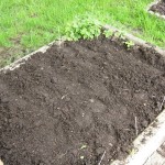 Spinach, radishes, and strawberries