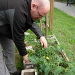 Checking the tomatoe