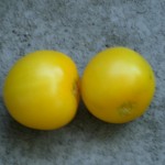Yellow tomatoes