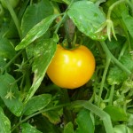 Yellow tomato