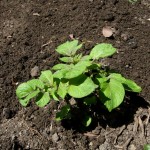 Potato plant