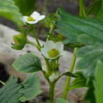 Strawberry flower