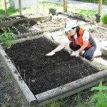 Planting some lettuce