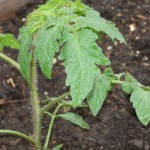 Tomato plant