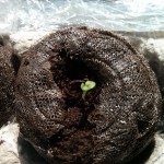 Sprouting lettuce