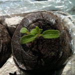 New Vilma tomato plants