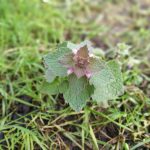 Purple Deadnettle