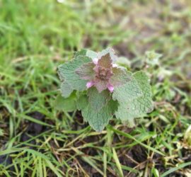 Purple Deadnettle